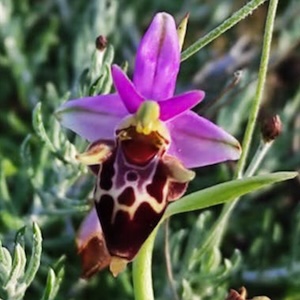 Wild Heldreichii orchids. Paros Island, 2023. Image courtesy: I. Melanitis.